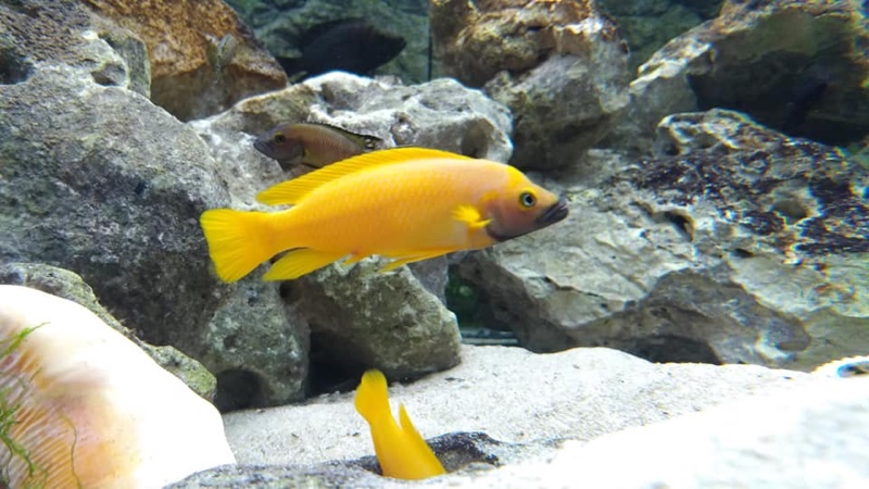 Neolamprologus leleupi 'Kapampa'